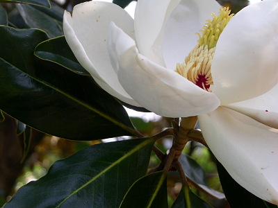 [An ultra-close view of a bloom showing the inner part which is a grouping of thin white worm-like things topped by a yellow section which has a bunch of pointy ends. The entire middle part is less than the length of one white petal.]